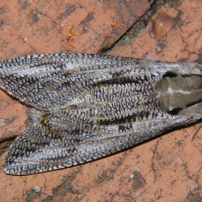 Endoxyla lituratus (A Wattle Goat Moth) at Sheldon, QLD - 5 Oct 2007 by PJH123