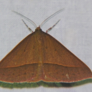 Epidesmia chilonaria at Sheldon, QLD - suppressed