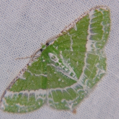 Eucyclodes insperata (Lacy Emerald) at Sheldon, QLD - 6 Oct 2007 by PJH123