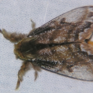 Euproctis marginalis at Sheldon, QLD - suppressed