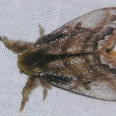 Euproctis marginalis (Euproctis marginalis) at Sheldon, QLD - 5 Oct 2007 by PJH123