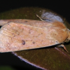 Helicoverpa (genus) (A bollworm) at Sheldon, QLD - 5 Oct 2007 by PJH123