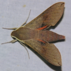 Hippotion scrofa (Coprosma Hawk Moth) at Sheldon, QLD - 6 Oct 2007 by PJH123