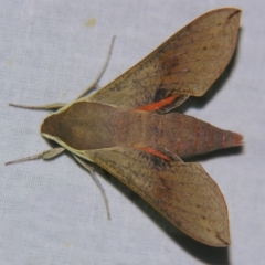 Hippotion scrofa (Coprosma Hawk Moth) at Sheldon, QLD - 5 Oct 2007 by PJH123