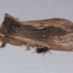 Hylaeora capucina (Cowled Rough-head) at Sheldon, QLD - 5 Oct 2007 by PJH123