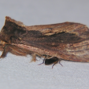 Hylaeora capucina at Sheldon, QLD - suppressed
