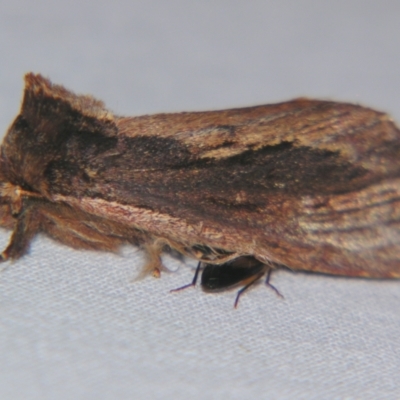 Hylaeora capucina (Cowled Rough-head) at Sheldon, QLD - 5 Oct 2007 by PJH123