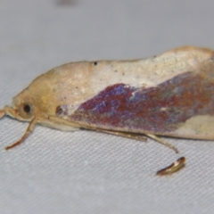Hypocala guttiventris (A Noctuid moth (Erebidae)) at Sheldon, QLD - 5 Oct 2007 by PJH123