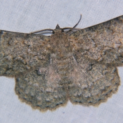 Hypodoxa erebusata (A Geometer moth (Geometrinae)) at Sheldon, QLD - 5 Oct 2007 by PJH123