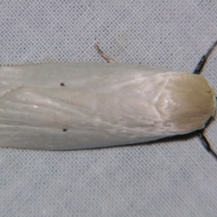 Maroga melanostigma (Pecan Stem Girdler) at Sheldon, QLD - 5 Oct 2007 by PJH123