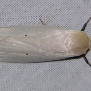 Maroga melanostigma at Sheldon, QLD - suppressed