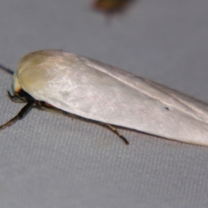 Maroga melanostigma at Sheldon, QLD - suppressed