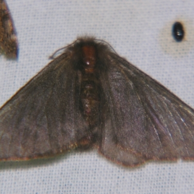 Panacela lewinae (Lewin's Bag-shelter Moth) at Sheldon, QLD - 6 Oct 2007 by PJH123