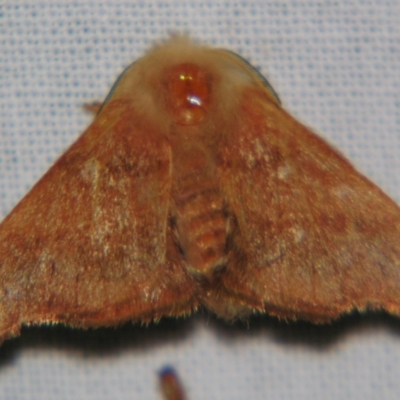 Panacela (genus) (A Monkey moth (Eupteroridae fam.)) at Sheldon, QLD - 5 Oct 2007 by PJH123