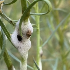 Cercopidae (family) (Unidentified spittlebug or froghopper) at Campbell, ACT - 24 Oct 2023 by SilkeSma