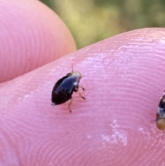 Cercopidae (family) at Campbell, ACT - 25 Oct 2023