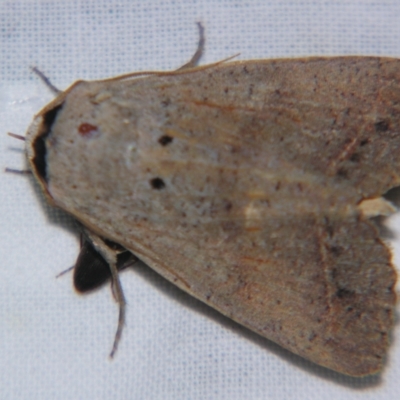 Pantydia metaspila (A Noctuid moth (Eribidae)) at Sheldon, QLD - 5 Oct 2007 by PJH123