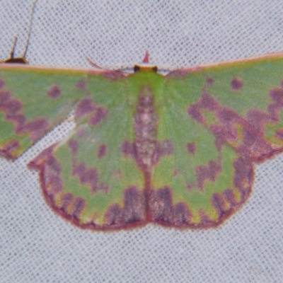 Prasinocyma rhodocosma (Northern Emerald) at Sheldon, QLD - 5 Oct 2007 by PJH123