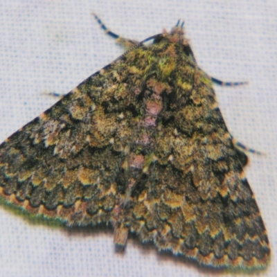 Praxis dirigens (An Erebid moth) at Sheldon, QLD - 5 Oct 2007 by PJH123