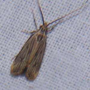 Sarisophora leptoglypta at Sheldon, QLD - suppressed