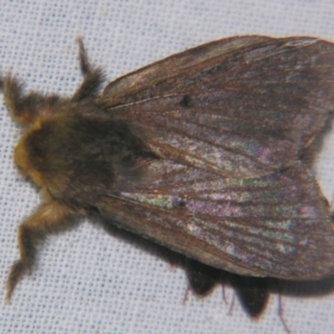 Symphyta nyctopis at Sheldon, QLD - suppressed