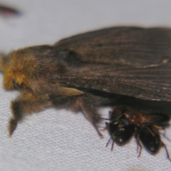 Symphyta nyctopis at Sheldon, QLD - suppressed