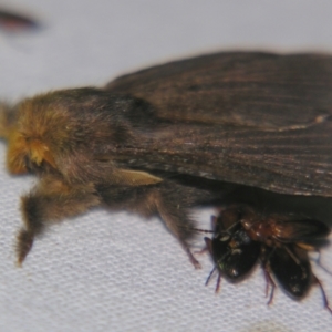 Symphyta nyctopis at Sheldon, QLD - suppressed