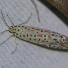 Utetheisa pulchelloides (Heliotrope Moth) at Sheldon, QLD - 5 Oct 2007 by PJH123