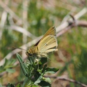 Trapezites luteus at Tuggeranong, ACT - 24 Oct 2023