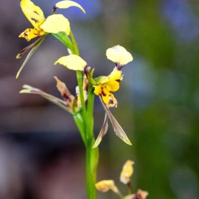 Diuris sulphurea (Tiger Orchid) at Penrose, NSW - 24 Oct 2023 by Aussiegall
