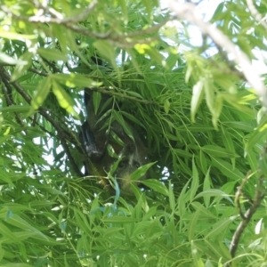 Pteropus poliocephalus at Macarthur, ACT - 23 Oct 2023