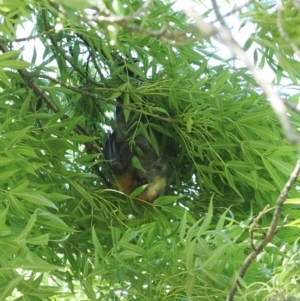 Pteropus poliocephalus at Macarthur, ACT - 23 Oct 2023