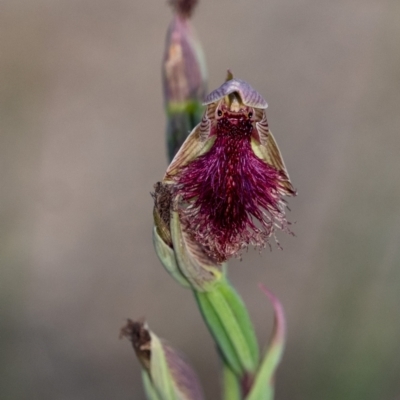 Calochilus platychilus (Purple Beard Orchid) at Wingecarribee Local Government Area - 24 Oct 2023 by Aussiegall