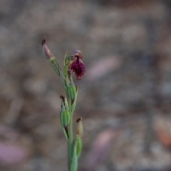 Calochilus platychilus at Penrose, NSW - 24 Oct 2023