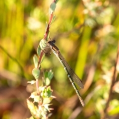 Unidentified Damselfly (Zygoptera) at Penrose, NSW - 24 Oct 2023 by Aussiegall
