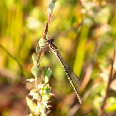 Austrolestes psyche (Cup Ringtail) at Penrose, NSW - 24 Oct 2023 by Aussiegall