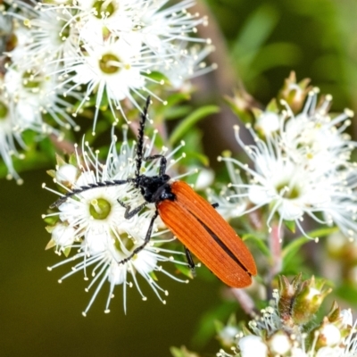 Porrostoma rhipidium (Long-nosed Lycid (Net-winged) beetle) at Penrose - 24 Oct 2023 by Aussiegall