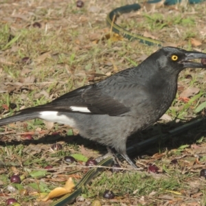 Strepera graculina at Conder, ACT - 27 May 2023