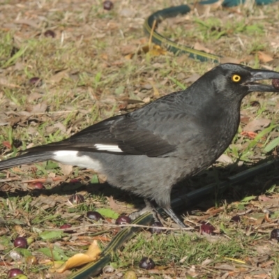 Strepera graculina (Pied Currawong) at Conder, ACT - 27 May 2023 by MichaelBedingfield