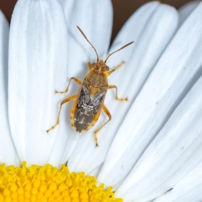 Unidentified True bug (Hemiptera, Heteroptera) at Penrose - 24 Oct 2023 by Aussiegall