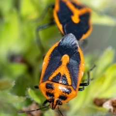 Agonoscelis rutila (Horehound bug) at Penrose - 24 Oct 2023 by Aussiegall