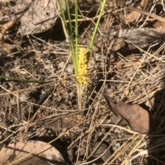 Lomandra filiformis (Wattle Mat-rush) at QPRC LGA - 24 Oct 2023 by Devesons