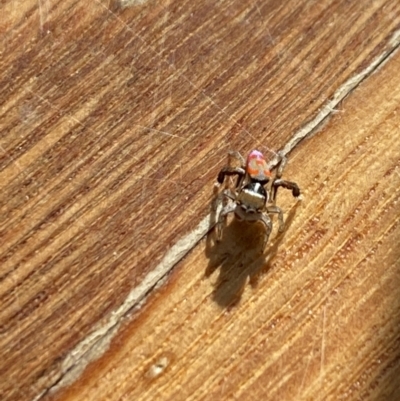 Maratus pavonis (Dunn's peacock spider) at Aranda, ACT - 25 Oct 2023 by Jubeyjubes