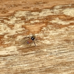 Maratus pavonis at Aranda, ACT - suppressed