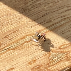 Maratus pavonis at Aranda, ACT - suppressed