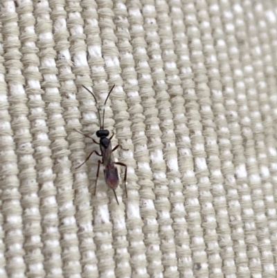 Unidentified Parasitic wasp (numerous families) at Aranda, ACT - 24 Oct 2023 by Jubeyjubes