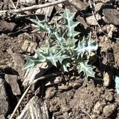 Argemone ochroleuca (Mexican Poppy) at Franklin, ACT - 25 Oct 2023 by lbradley