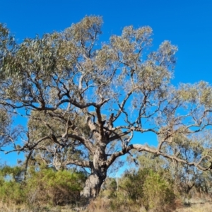 Eucalyptus bridgesiana at O'Malley, ACT - 25 Oct 2023