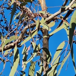 Eucalyptus bridgesiana at O'Malley, ACT - 25 Oct 2023