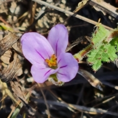 Erodium brachycarpum (Heronsbill) at O'Malley, ACT - 25 Oct 2023 by Mike